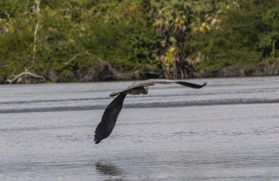 Grey Heron New River Belize 2023